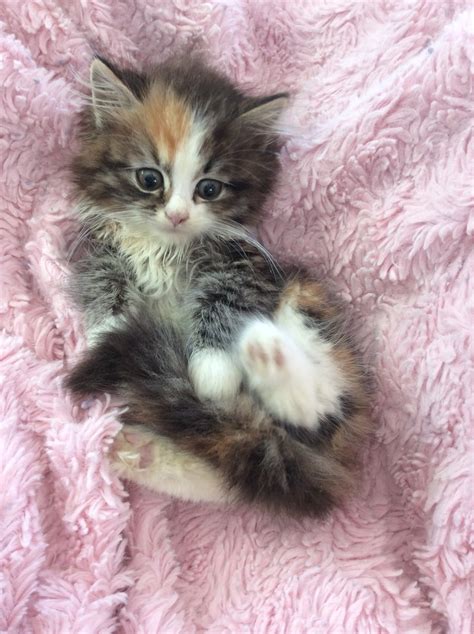 Our cats are screened for breed-specific genetic diseases, including HCM, PKD, SMA, and PK Deficiency, and tested for FeLVFIV to ensure. . Kittens for sale in ct